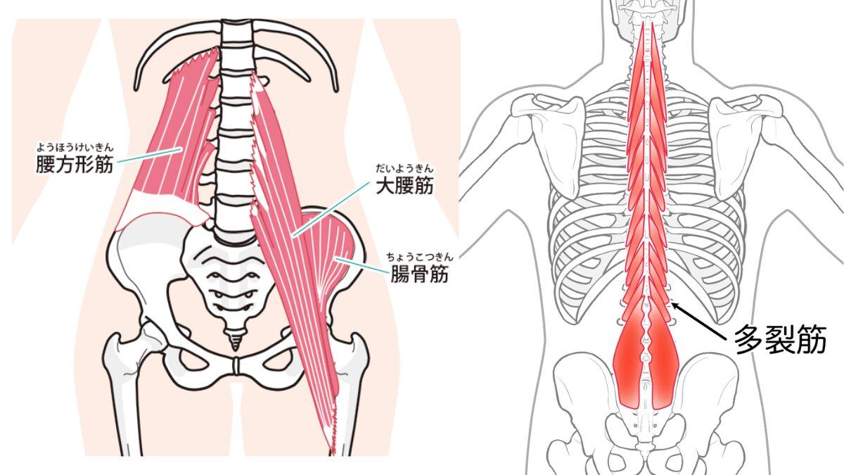 腰痛に関わる3つの深層筋 ── 多裂筋・大腰筋・腰方形筋の位置を示す図解